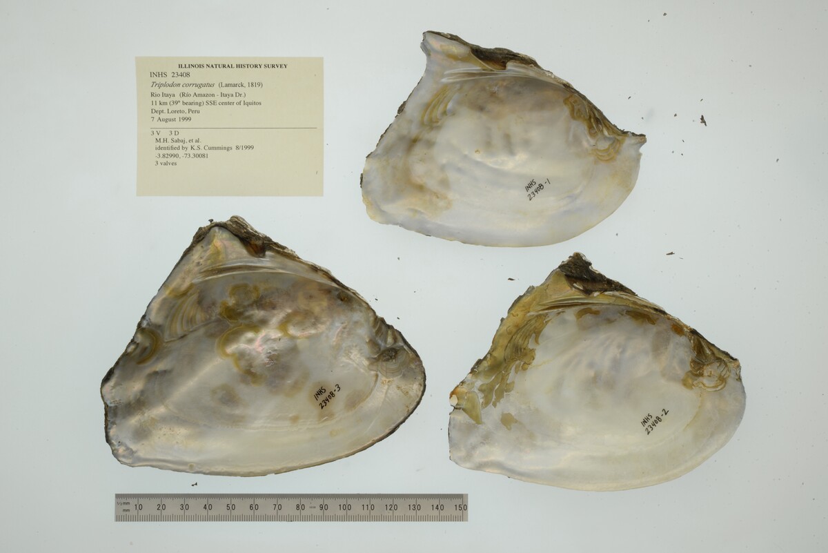 Triplodon corrugatus image