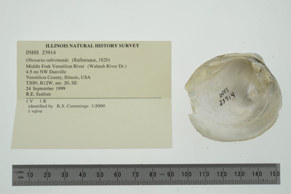 Obovaria subrotunda image