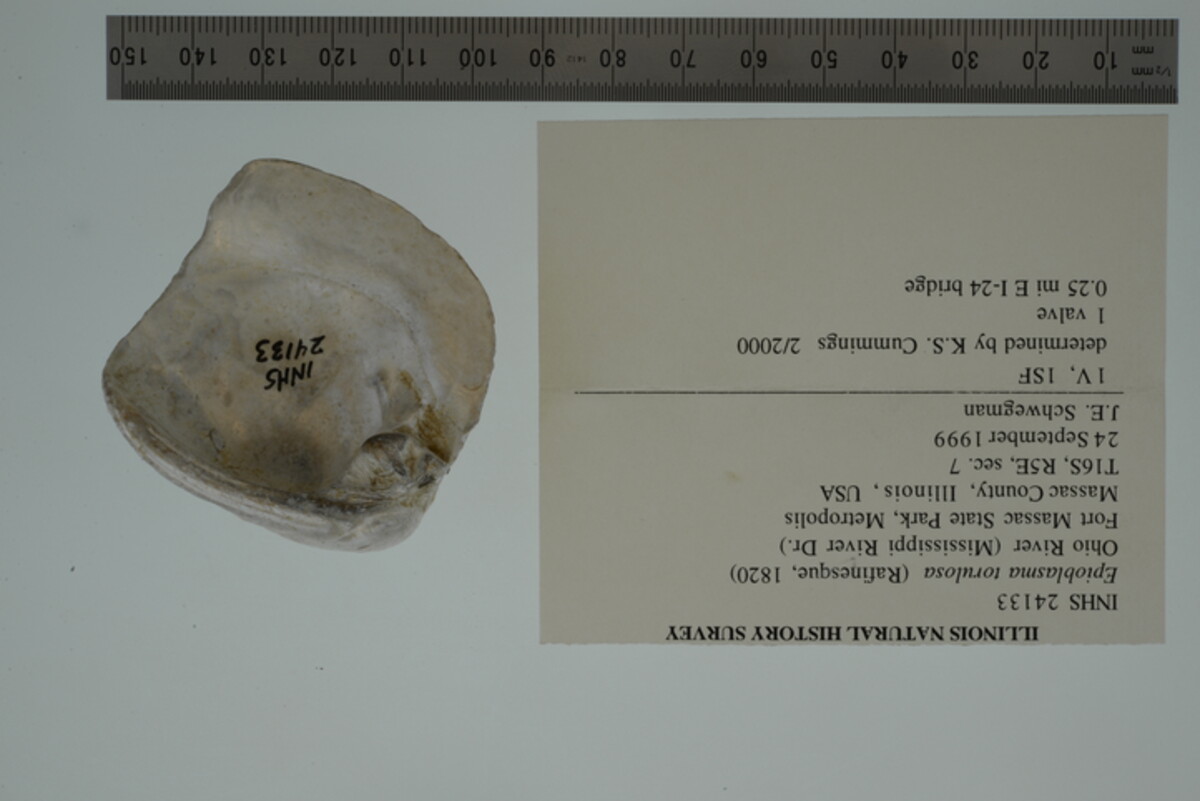 Epioblasma torulosa image