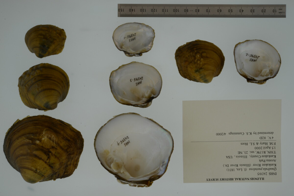 Cyclonaias pustulosa image