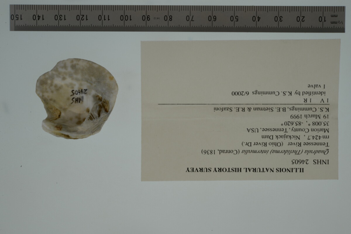 Theliderma intermedia image