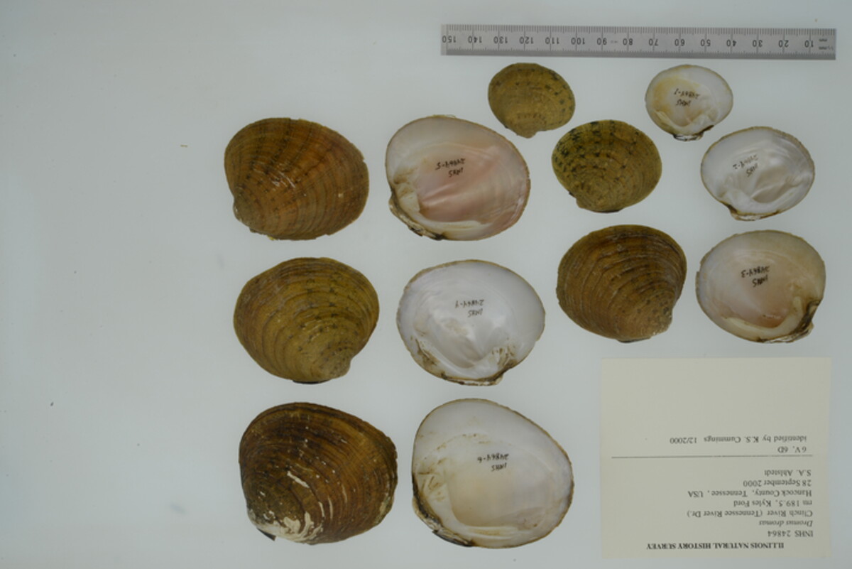 Dromus dromas image