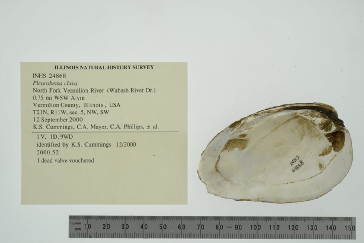 Pleurobema clava image