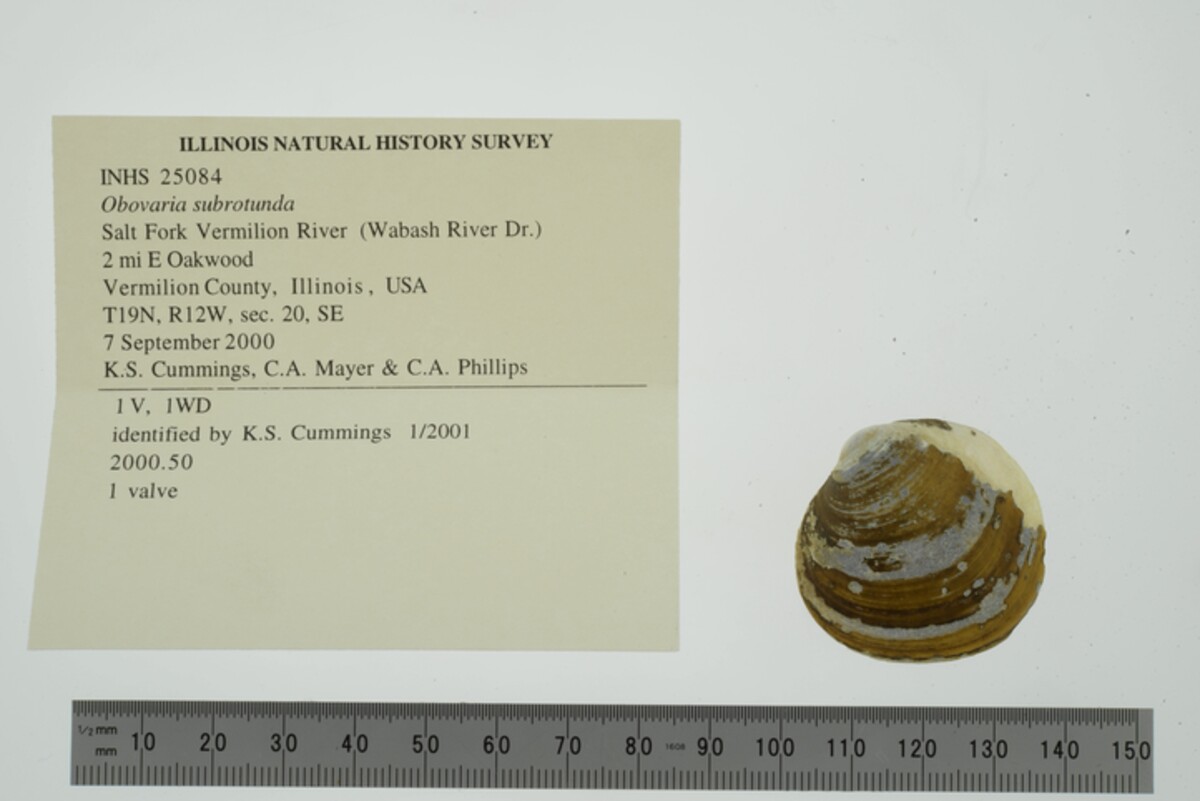 Obovaria subrotunda image