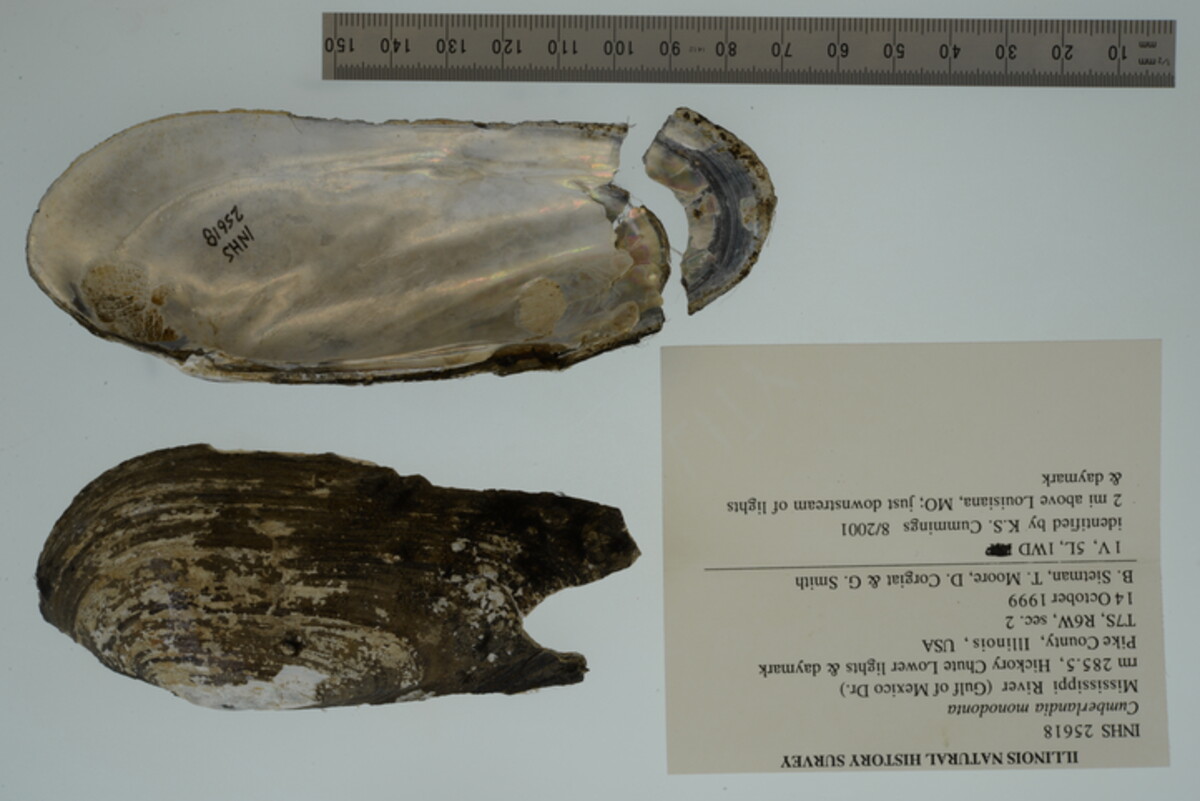 Margaritifera monodonta image