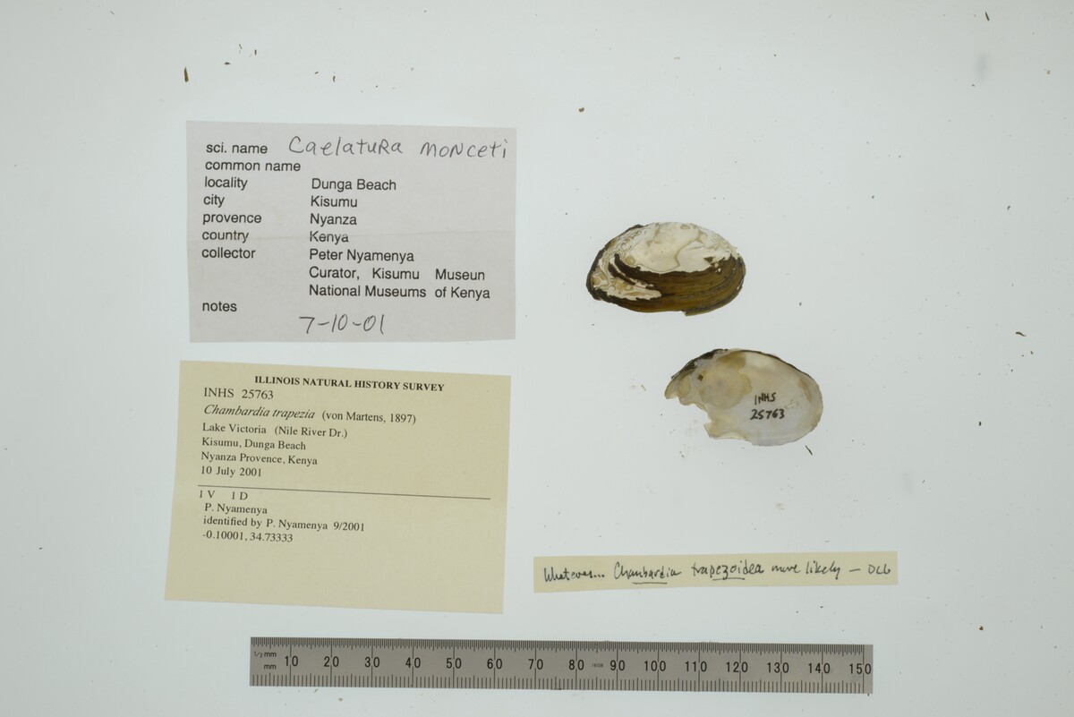 Chambardia trapezia image