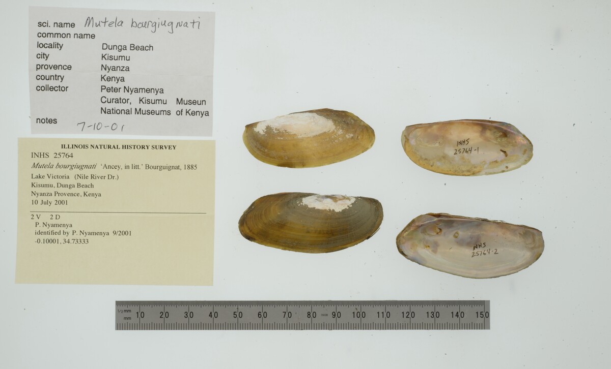 Mutela bourguignati image