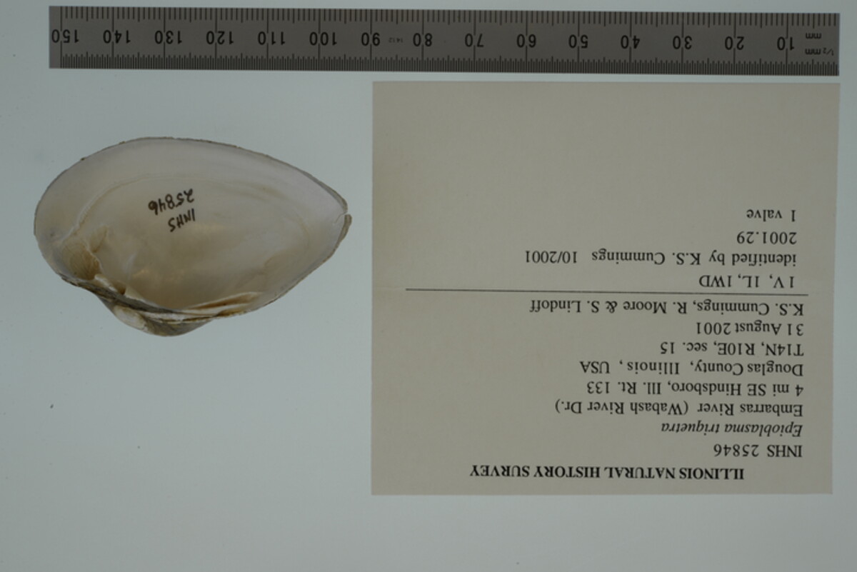 Epioblasma triquetra image