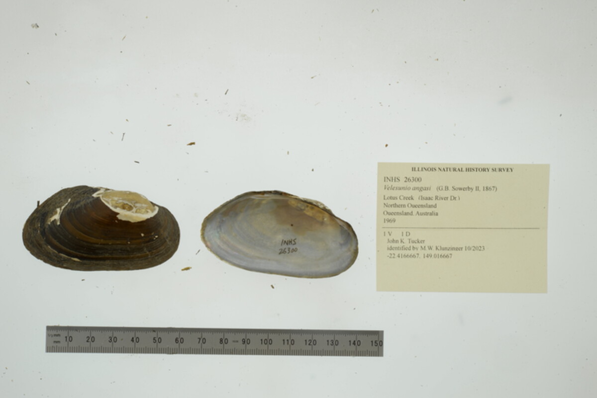 Velesunio angasi image