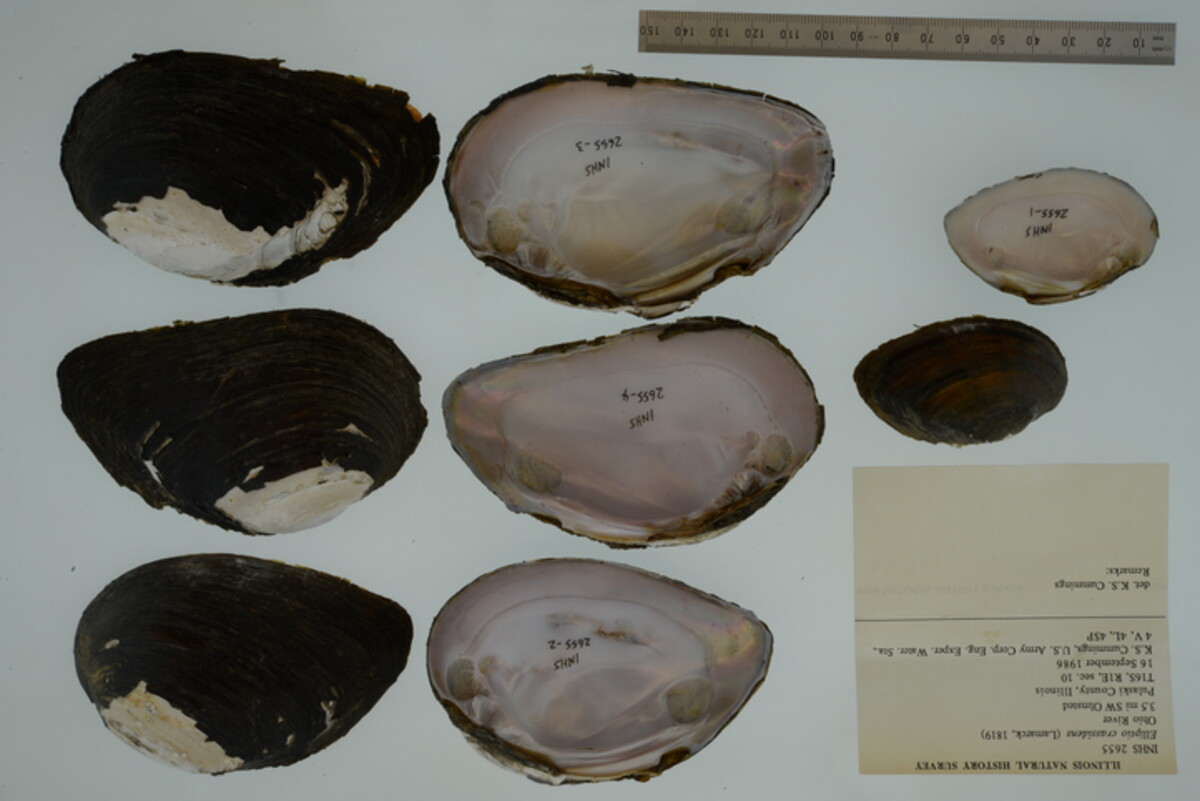 Elliptio crassidens image