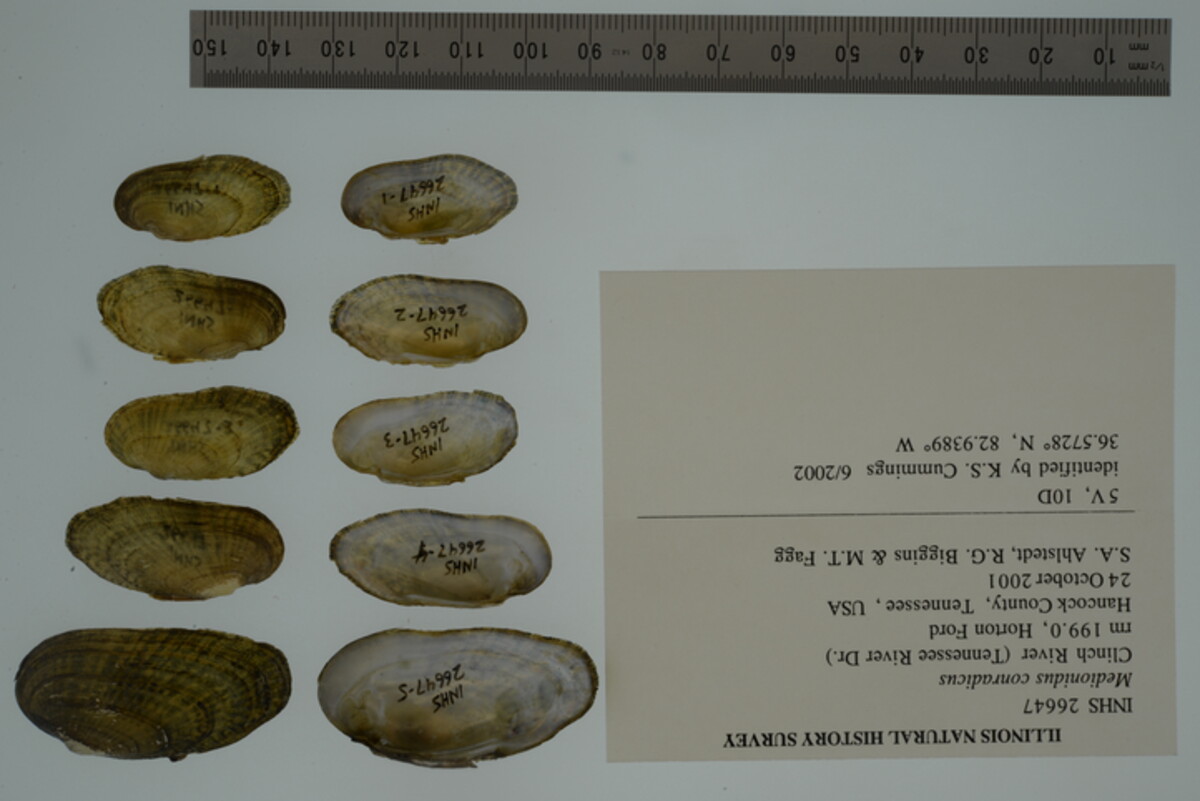 Medionidus conradicus image