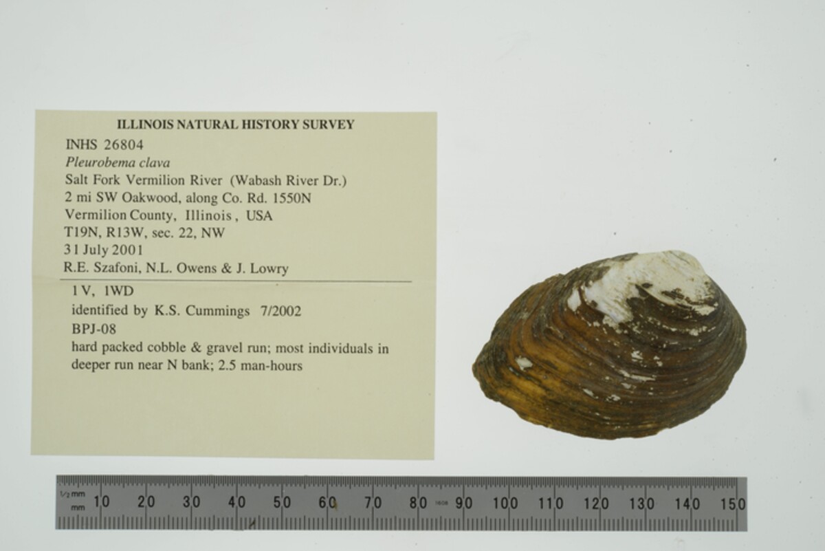 Pleurobema image