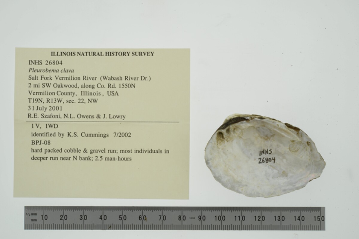 Pleurobema clava image