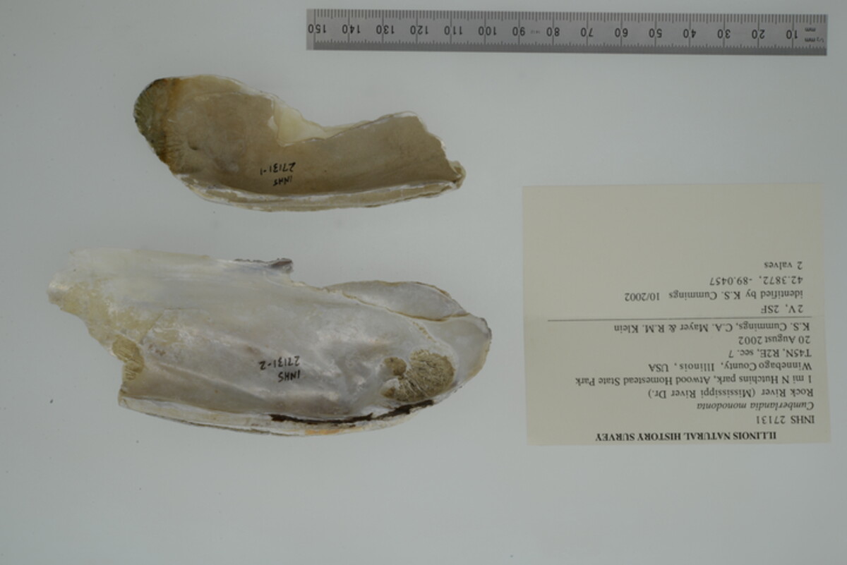 Margaritifera monodonta image