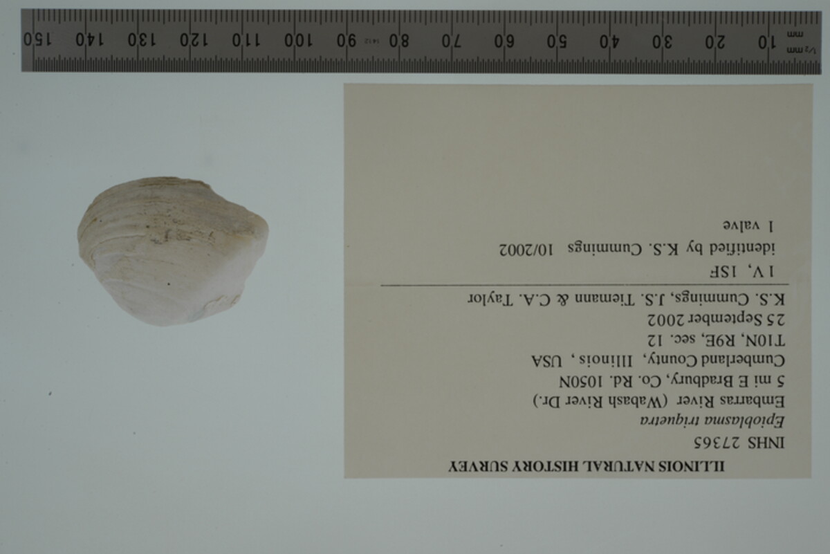 Epioblasma triquetra image