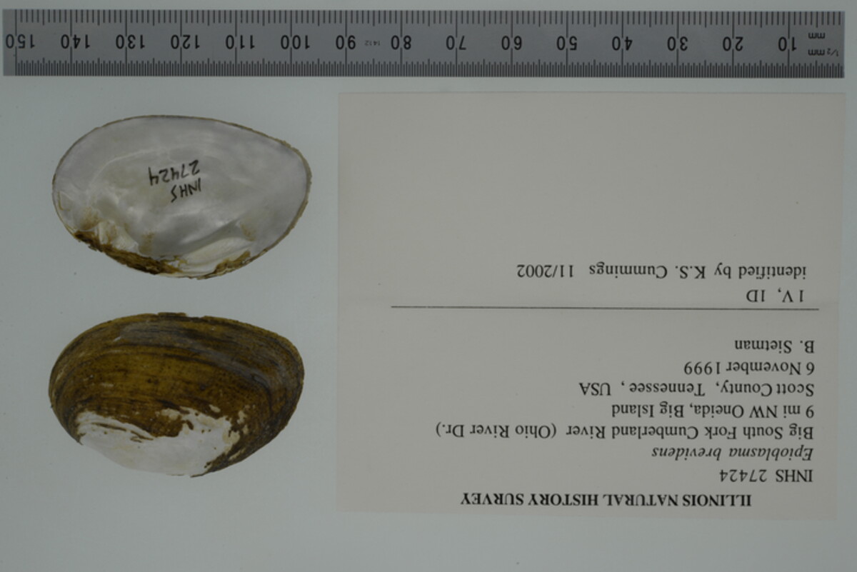 Epioblasma brevidens image