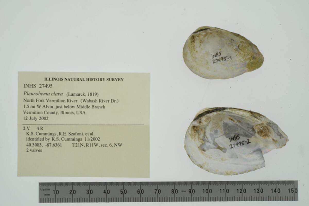 Pleurobema clava image