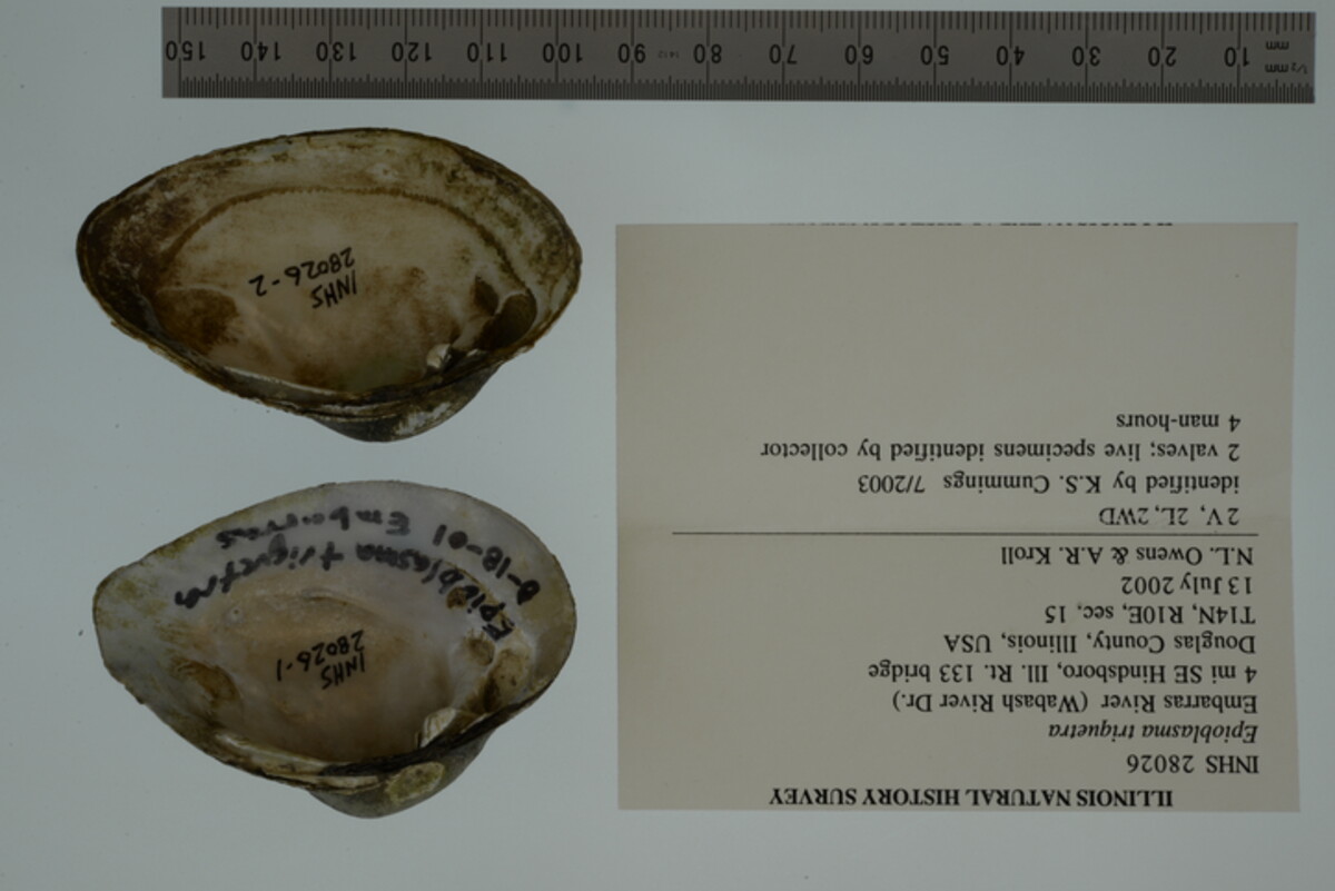 Epioblasma triquetra image