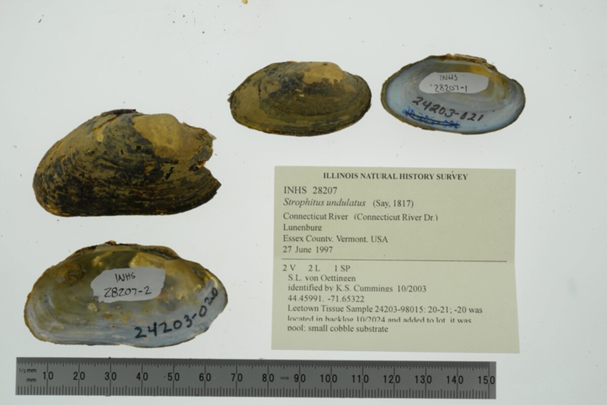 Strophitus undulatus image