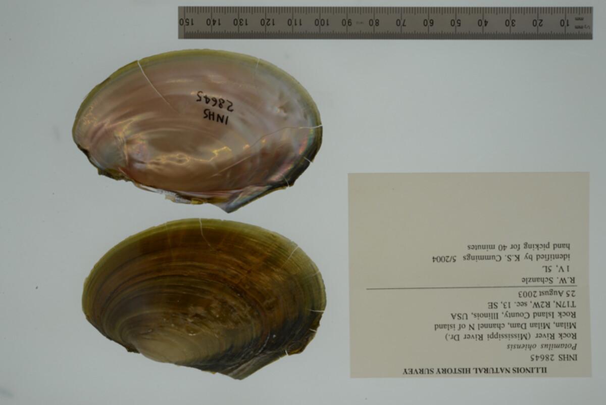 Potamilus ohiensis image