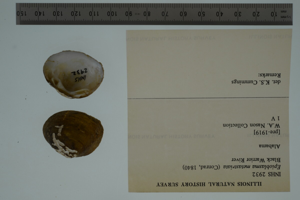 Epioblasma metastriata image