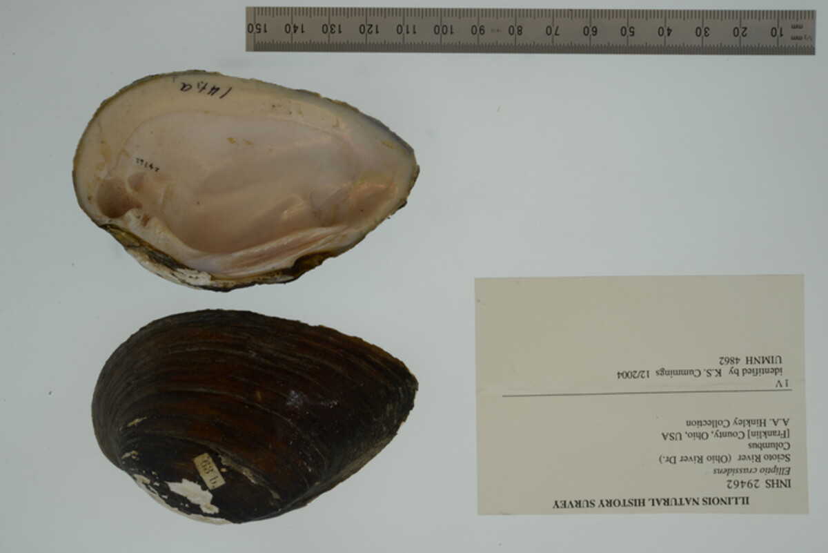 Elliptio crassidens image