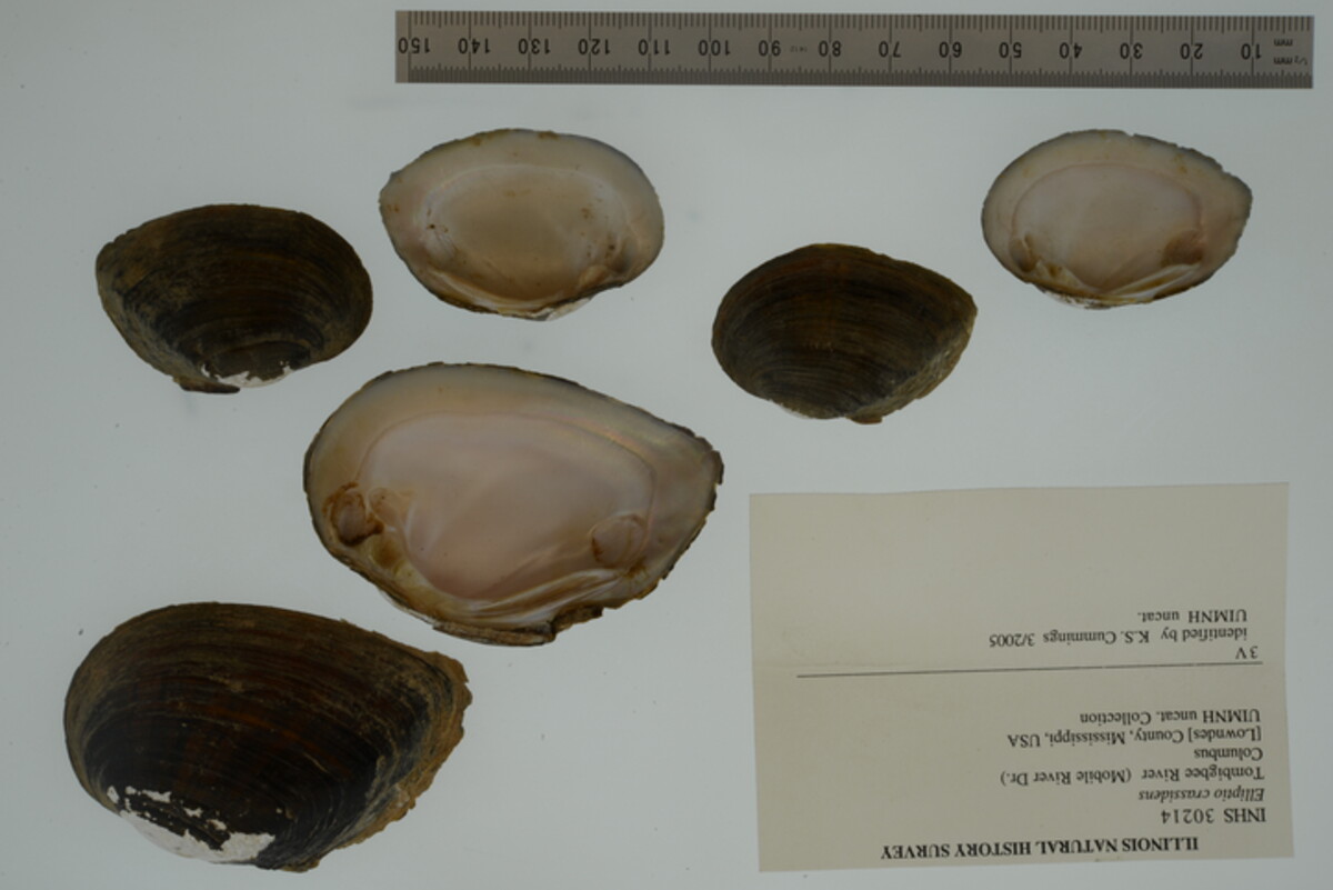 Elliptio crassidens image