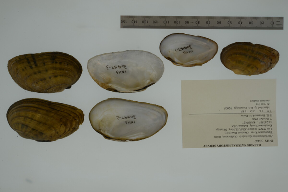 Ptychobranchus fasciolaris image
