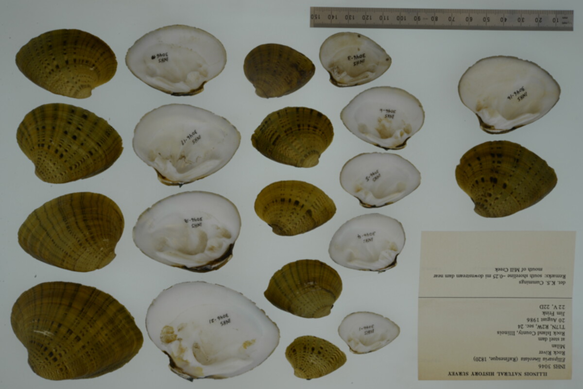 Ellipsaria lineolata image