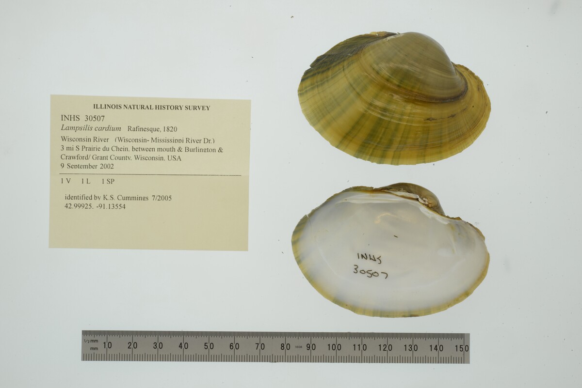 Lampsilis cardium image