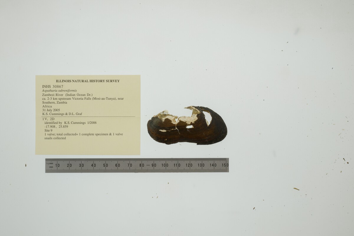 Aspathariinae image