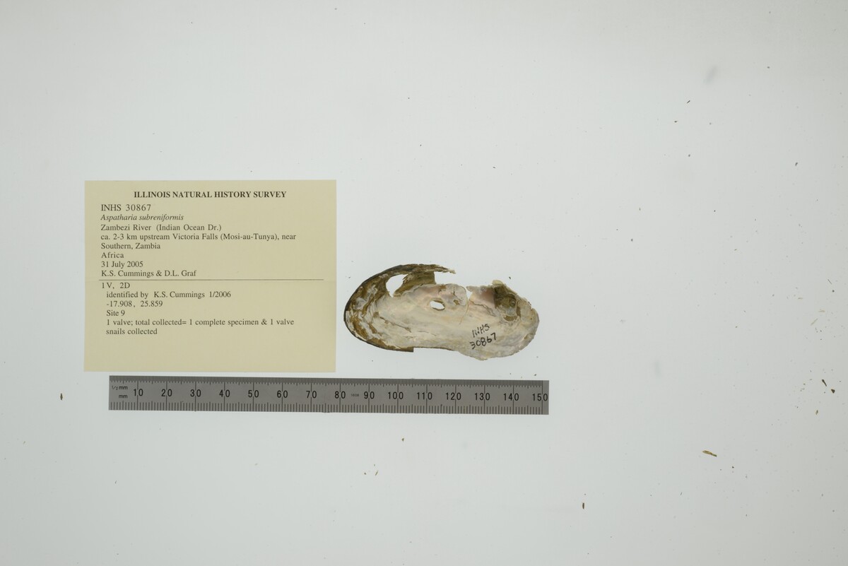Aspatharia subreniformis image