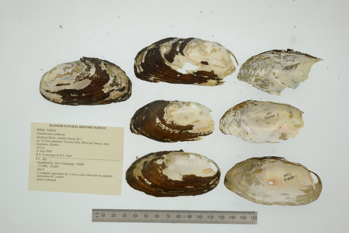 Chambardia wahlbergi image