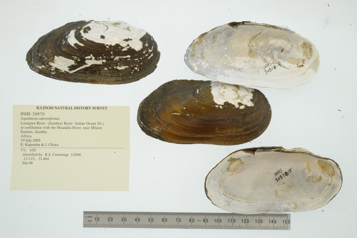 Aspatharia subreniformis image