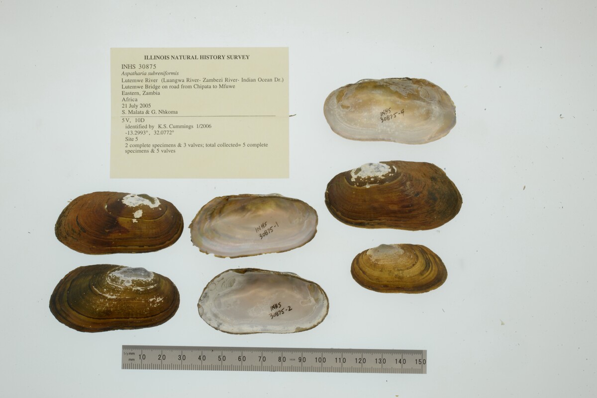 Aspatharia image