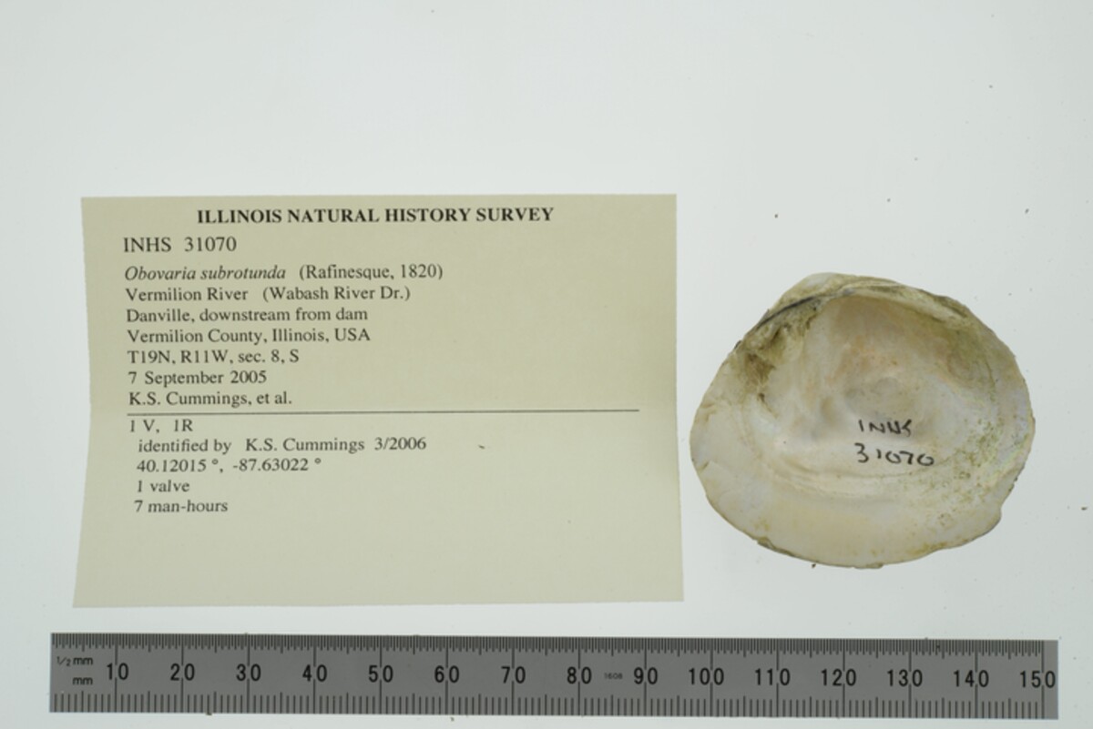 Obovaria subrotunda image