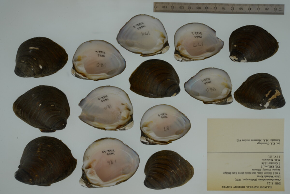 Pleurobema sintoxia image