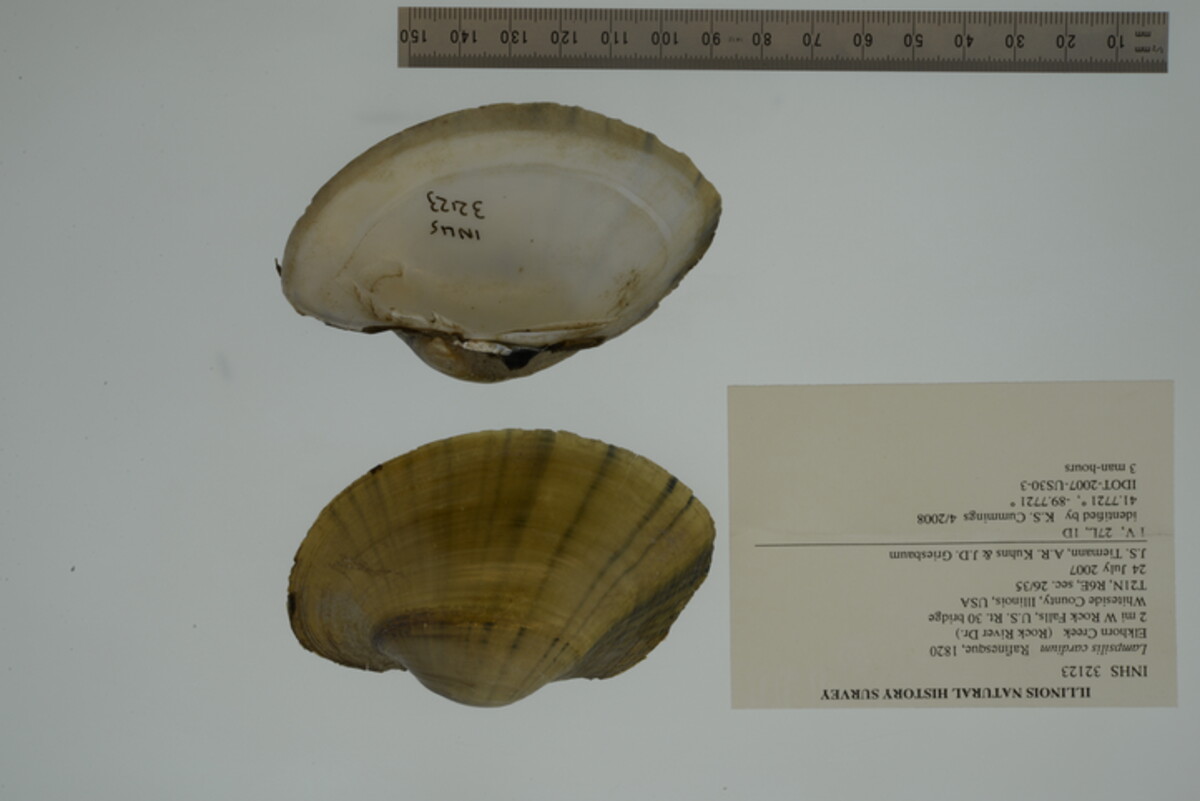 Lampsilis cardium image