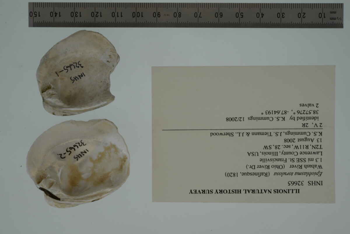 Epioblasma torulosa image