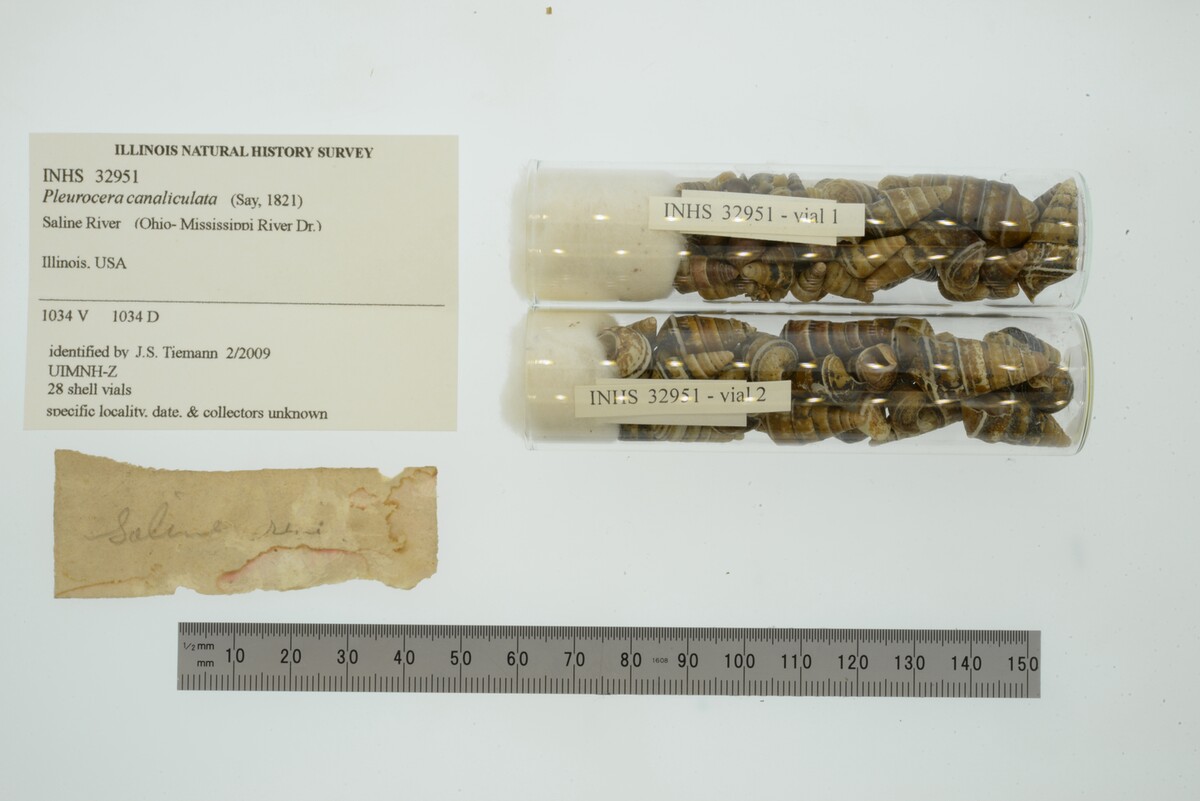 Pleurocera canaliculata image