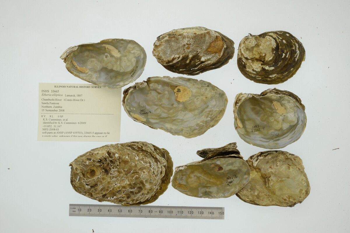 Etheria elliptica image