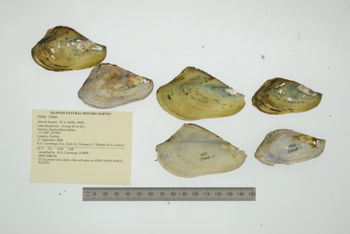 Mutela hargeri image