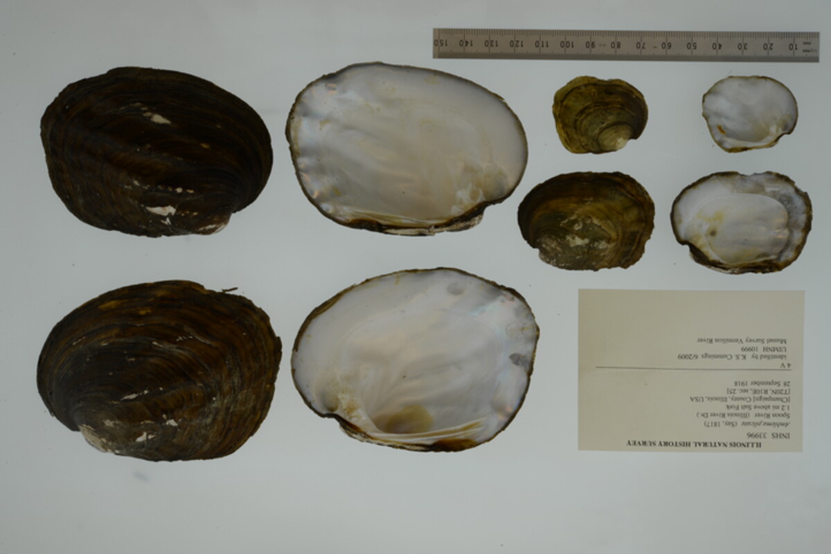 Amblema plicata image