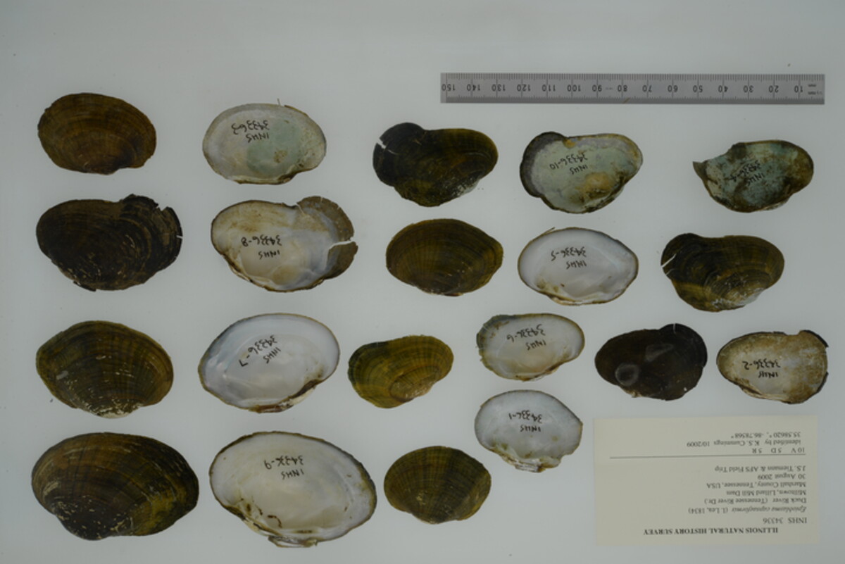 Lithasia geniculata image