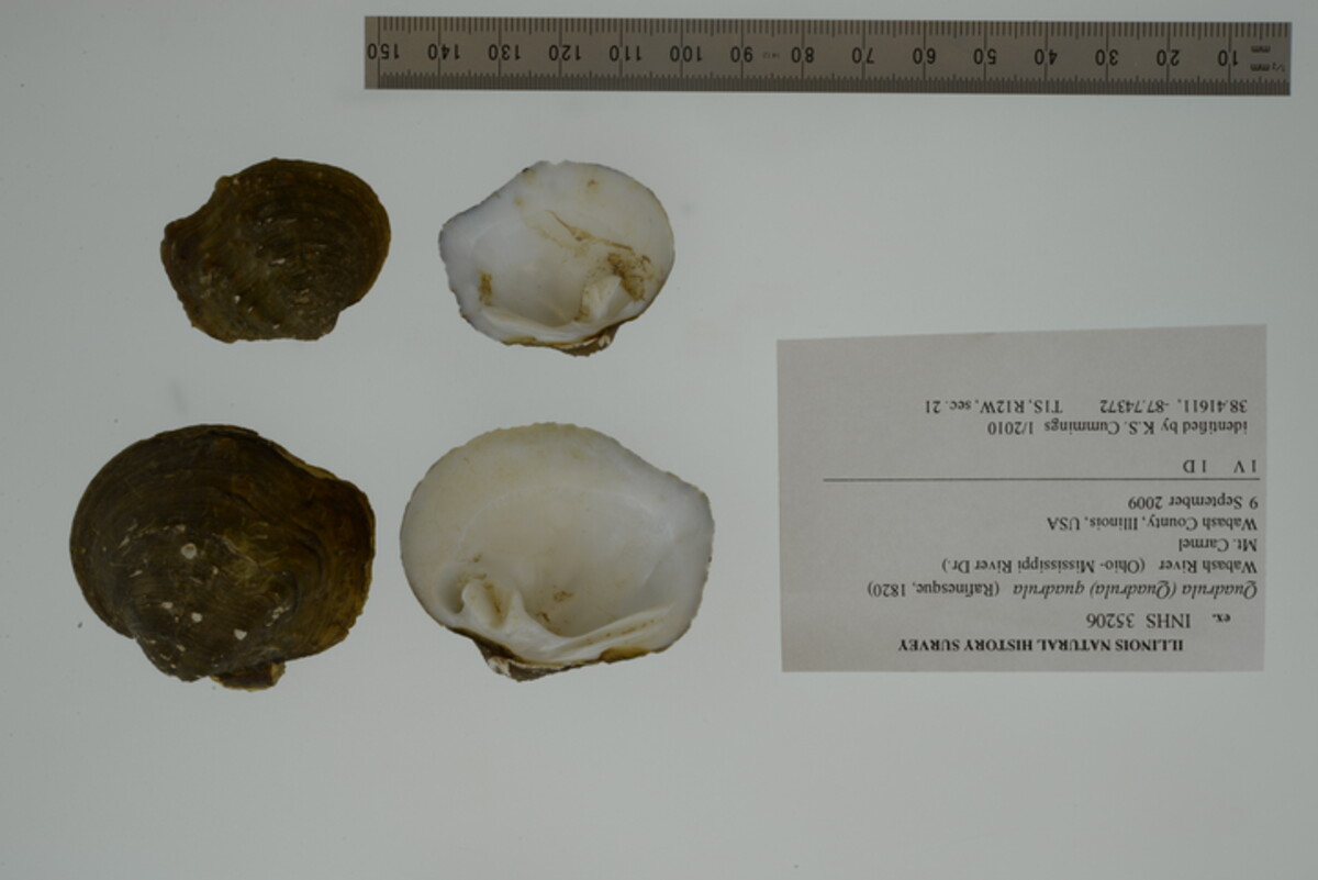 Quadrula quadrula image