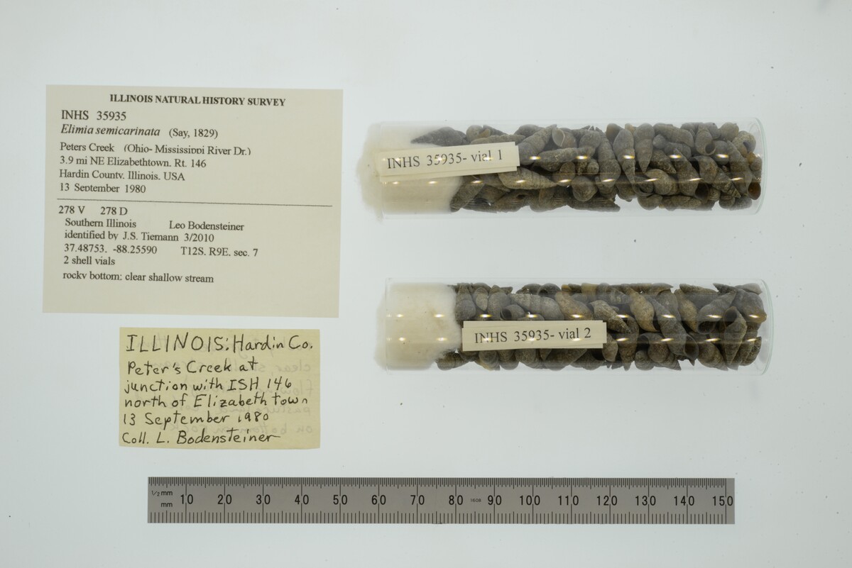Elimia semicarinata image