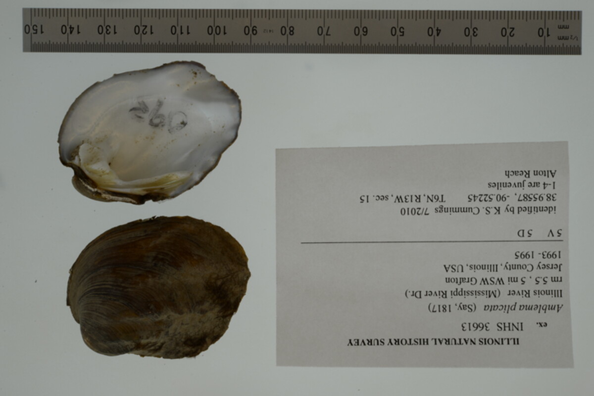 Amblema plicata image