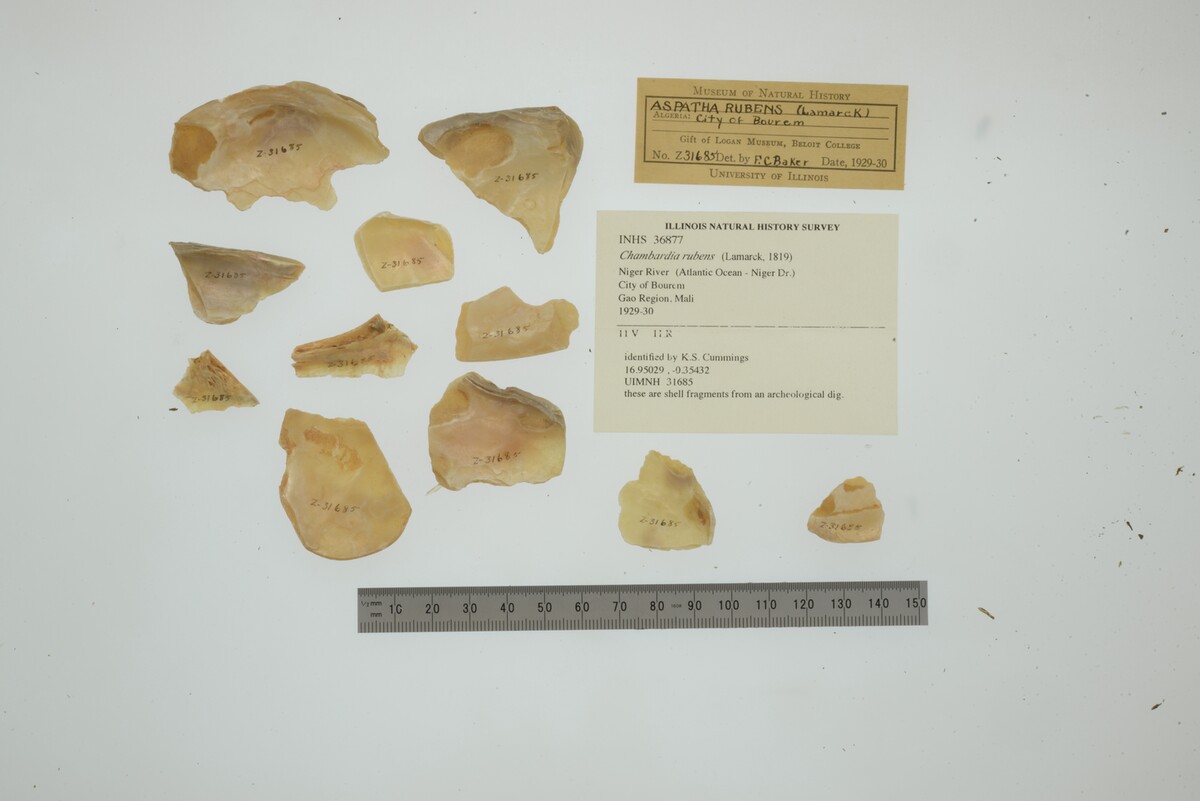 Chambardia rubens image