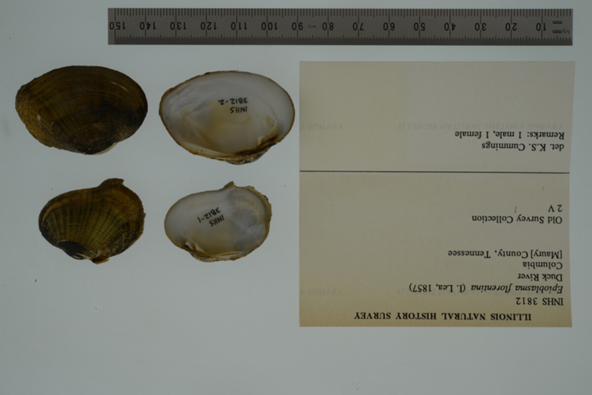 Epioblasma florentina image