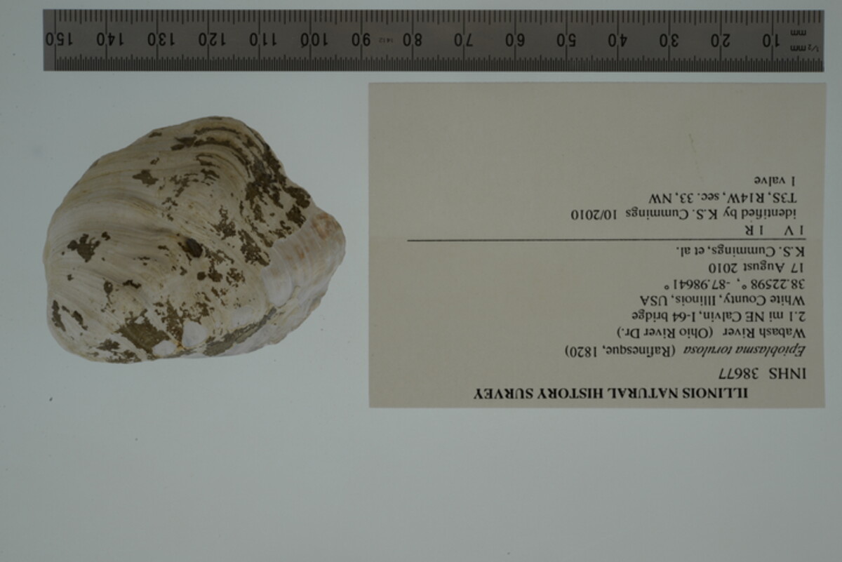 Epioblasma torulosa image